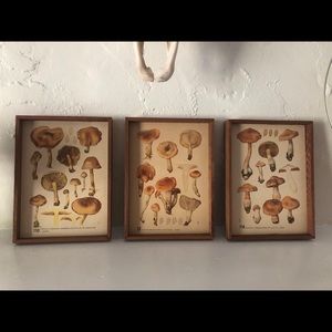 Mycology Vintage Prints Set of 3